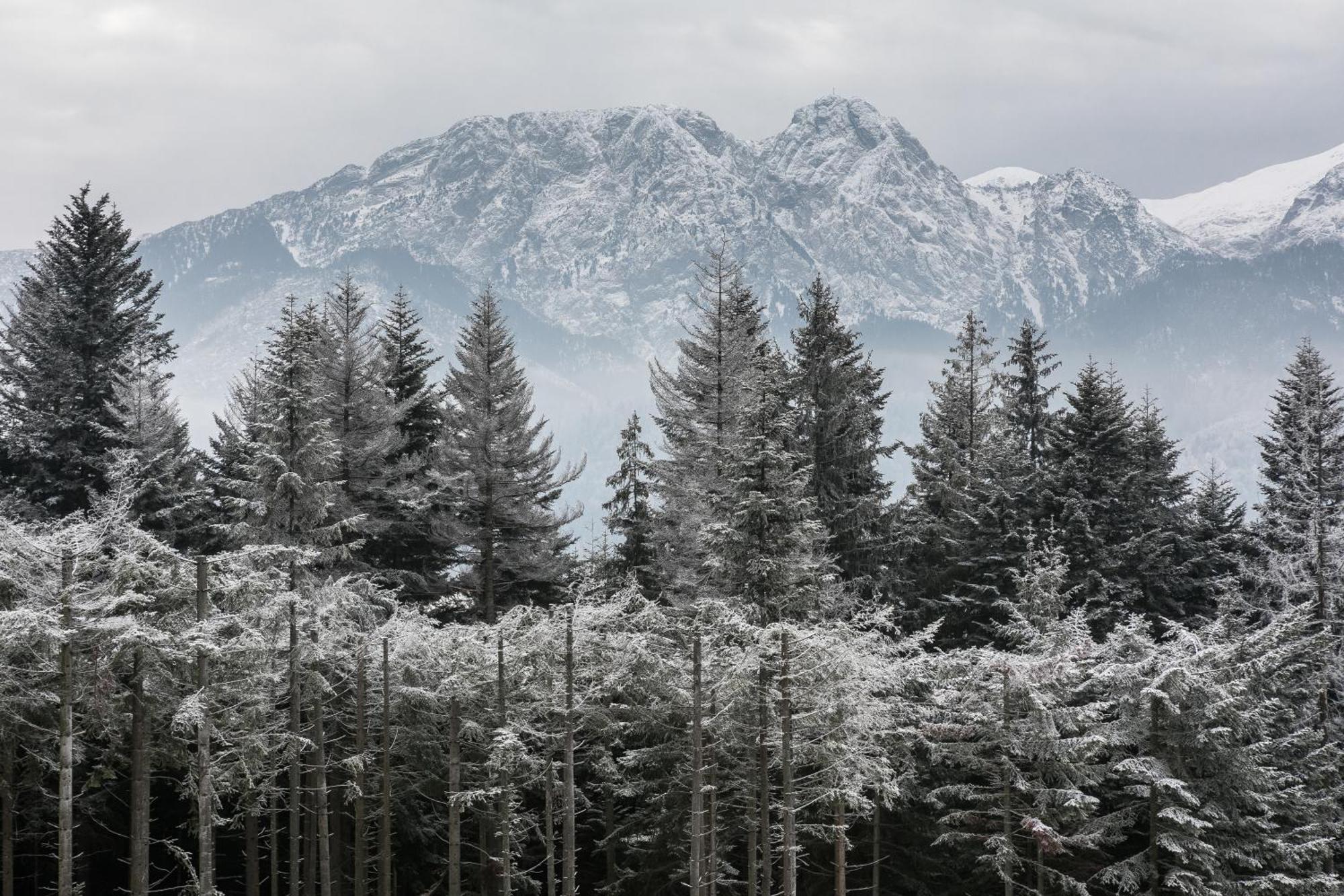 Rent Like Home - Hidden Hill Szymaszkowa 12 Zakopane Room photo